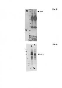 scan blot EMM ok figure 4