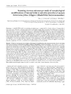 Scanning electron microscope study of morphological modifications of ...