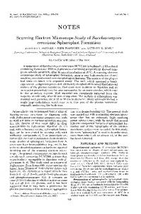 Scanning Electron Microscope Study of Saccharomyces ... - NCBI