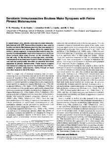 Serotonin lmmunoreactive Boutons Make Synapses with Feline ...