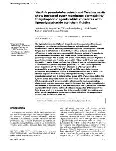 show increased outer membrane permeability to ... - CiteSeerX