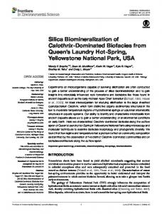 Silica Biomineralization of Calothrix-Dominated