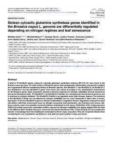 Sixteen cytosolic glutamine synthetase genes ... - Oxford Journals