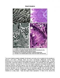 Small Intestine.pdf - MOspace