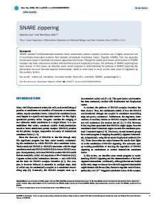 SNARE zippering - Bioscience Reports