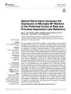 Spared Nerve Injury Increases the Expression of ... - Semantic Scholar
