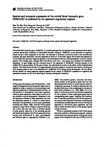 Spatial and temporal expression of the orchid floral homeotic gene ...