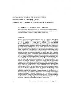 SPATIAL RELATIONSHIP OF PHOTOSYSTEM I, PHOTOSYSTEM II