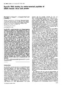 Specific RNA binding by amino-terminal peptides of - Europe PMC