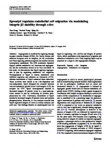 Sprouty4 regulates endothelial cell migration via ... - Springer Link