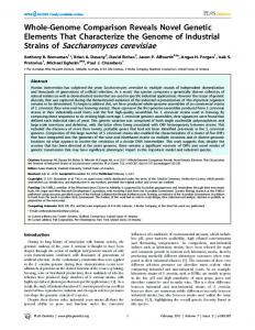 Strains of Saccharomyces cerevisiae