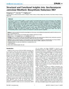 Structural and Functional Insights into Saccharomyces ... - PLOS