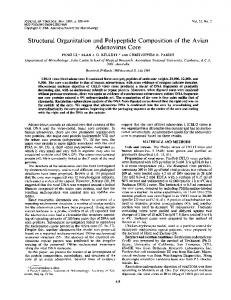 Structural Organization and Polypeptide ... - Journal of Virology