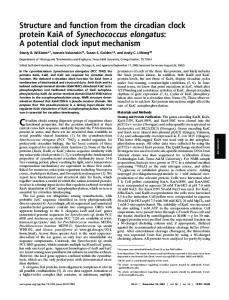 Structure and function from the circadian clock protein KaiA of ...