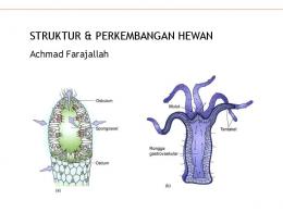 STRUKTUR & PERKEMBANGAN HEWAN - yimg.com