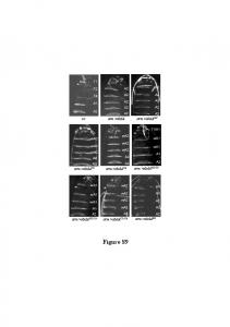 Sup Fig Merabet et al R.ppt .pptx - PLOS