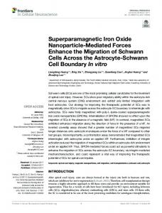 Superparamagnetic Iron Oxide Nanoparticle