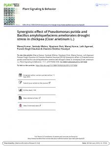 Synergistic effect of Pseudomonas putida and Bacillus