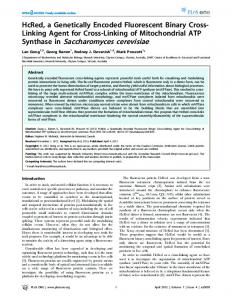 Synthase in Saccharomyces cerevisiae