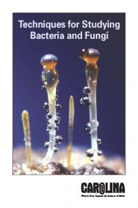 Techniques for Bacteria and Fungi