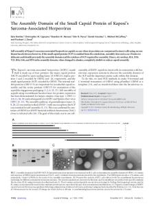 The Assembly Domain of the Small Capsid ... - Journal of Virology