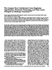 The Compact Root Architecture1 Gene Regulates ... - Plant Physiology