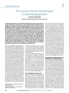 The crucial role of macrophages in lymphangiogenesis