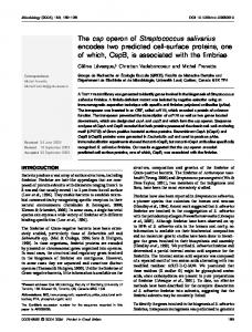 The csp operon of Streptococcus salivarius encodes two ... - CiteSeerX