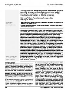 The cyclic AMP receptor protein modulates quorum ... - CiteSeerX