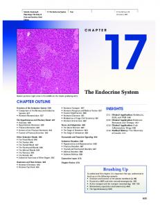 The Endocrine System - Home - KSU Faculty Member websites