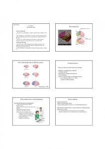 The frontal lobes (Lecture 4)