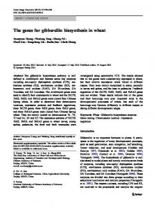 The genes for gibberellin biosynthesis in wheat - Springer Link