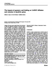 The impacts of geometry and binding on CaMKII diffusion and ...