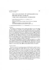 the localization of retinol-binding protein in rat liver by ...