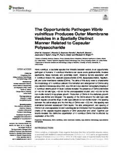 The Opportunistic Pathogen Vibrio vulnificus