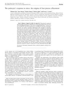 The podocyte's response to stress - AJP - Renal Physiology