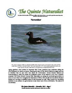 The Quinte Naturalist - Nature Stuff