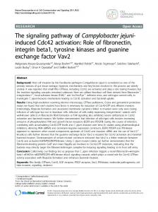 The signaling pathway of Campylobacter jejuni-induced ... - CiteSeerX