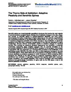 The Thorny Side of Addiction: Adaptive Plasticity and Dendritic Spines