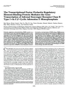 The Transcriptional Factor Prolactin Regulatory Element-Binding ...