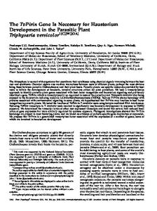 The TvPirin Gene Is Necessary for Haustorium ... - Plant Physiology