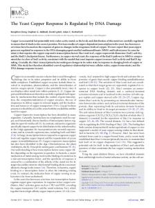 The Yeast Copper Response Is Regulated by DNA Damage