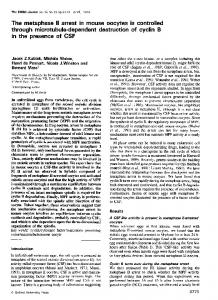 through microtubule-dependent destruction of cyclin B - Europe PMC