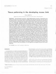 Tissue patterning In the developing mouse limb