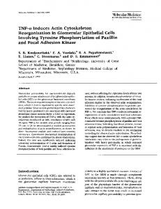 TNF-a Induces Actin Cytoskeleton Reorganization in ... - NCBI