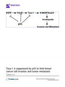 Toca-1 is suppressed by p53 to limit breast cancer cell invasion and ...