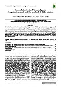 Transcription Factor Networks Specify Sympathetic and ... - CiteSeerX