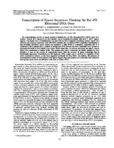 Transcription of spacer sequences flanking the rat 45S ribosomal DNA ...