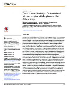 Transcriptional Activity in Diplotene Larch