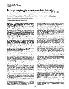 Two Arabidopsis cyclin promoters mediate distinctive ... - Europe PMC